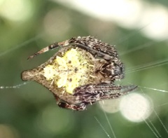 Eriovixia