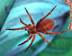 Mituliodon tarantulinus