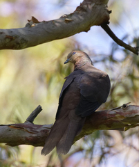 Macropygia phasianella