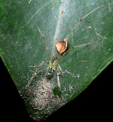 Thwaitesia nigronodosa