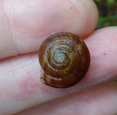 Helicigona lapicida