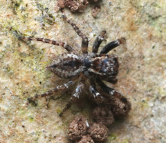 Servaea villosa