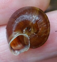 Helicigona lapicida