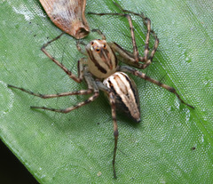 Oxyopes gracilipes