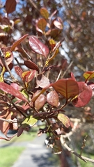 Austropuccinia psidii