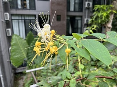 Lonicera hypoglauca