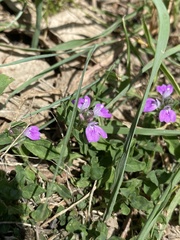 Rostellularia obtusa