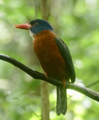 Actenoides monachus