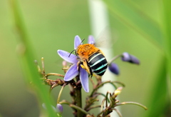 Amegilla cingulata