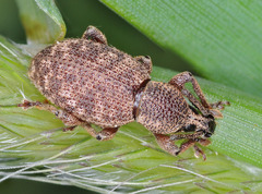 Otiorhynchus singularis