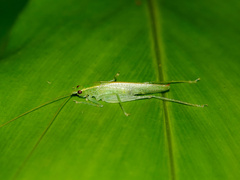 Leptoteratura digitata
