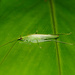 Leptoteratura digitata - Photo (c) orthoptera-jp, some rights reserved (CC BY-NC), uploaded by orthoptera-jp