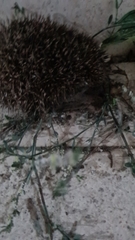 Erinaceus concolor