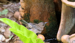 Myzomela obscura
