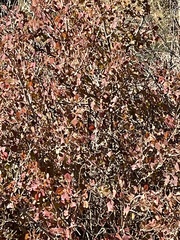 Fraxinus anomala