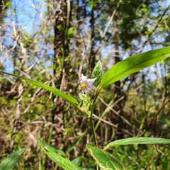 Solanum stelligerum