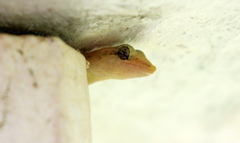 Lepidodactylus lugubris