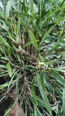 Maxillaria variabilis