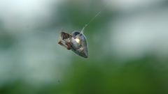Argyrodes argentatus