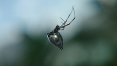 Argyrodes argentatus