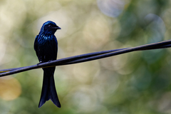 Dicrurus aeneus