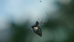 Argyrodes argentatus