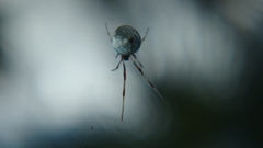 Argyrodes argentatus