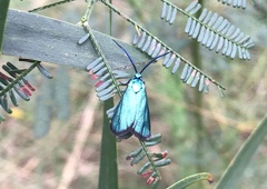 Pollanisus viridipulverulenta