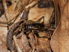 Velarifictorus grylloides