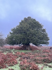 Fagus sylvatica