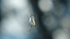 Argyrodes argentatus