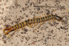 Ethmostigmus rubripes