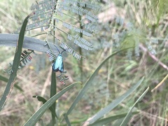 Pollanisus viridipulverulenta