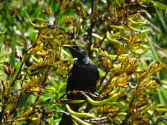 Prosthemadera novaeseelandiae