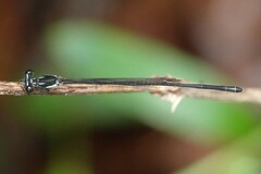 Prodasineura collaris