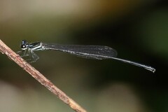 Prodasineura collaris