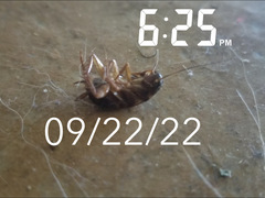 Periplaneta americana