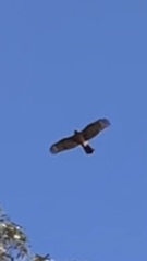 Buteo buteo vulpinus