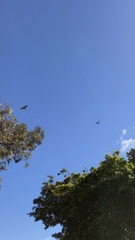 Buteo buteo vulpinus