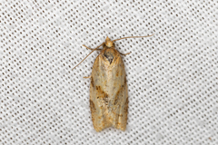 Clepsis divulsana
