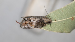 Etanna clopaea