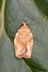 Epiphyas postvittana