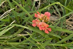 Indigofera spicata