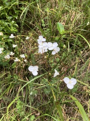 Libertia
