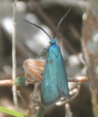 Pollanisus viridipulverulenta