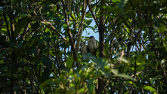 Pycnonotus aurigaster