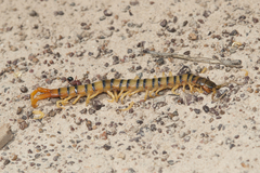 Ethmostigmus rubripes