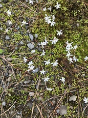 Lobelia angulata