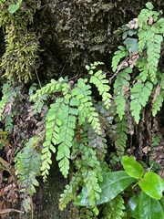 Adiantum cunninghamii