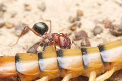 Melophorus rufoniger